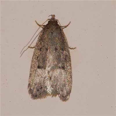 Eulechria convictella (Eulechria convictella) at Freshwater Creek, VIC - 2 Sep 2025 by WendyEM