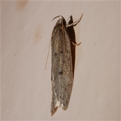 Eulechria convictella at Freshwater Creek, VIC - 2 Sep 2025 10:45 PM