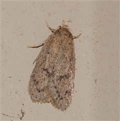 Oecophoridae (family) (Unidentified Oecophorid concealer moth) at Freshwater Creek, VIC - 2 Sep 2025 by WendyEM