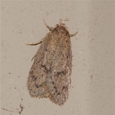 Oecophoridae (family) (Unidentified Oecophorid concealer moth) at Freshwater Creek, VIC - 2 Sep 2025 by WendyEM