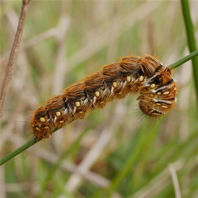 Pterolocera (genus) (Antheliid moth) at Freshwater Creek, VIC - 3 Sep 2025 by WendyEM