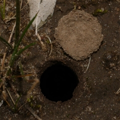 Portacosa cinerea (Grey wolf spider) at Freshwater Creek, VIC - 3 Sep 2025 by WendyEM