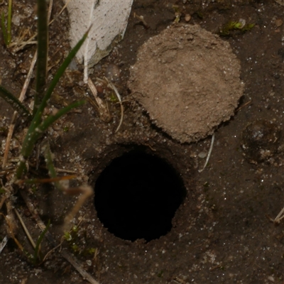 Portacosa cinerea (Grey wolf spider) at Freshwater Creek, VIC - 3 Sep 2025 by WendyEM