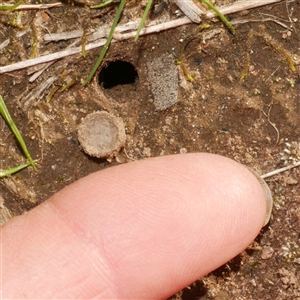 Portacosa cinerea (Grey wolf spider) at Freshwater Creek, VIC - 7 Sep 2025 by WendyEM