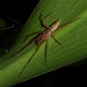 Cheiracanthium gracile (Slender sac spider) at Freshwater Creek, VIC - 9 Sep 2025 by WendyEM
