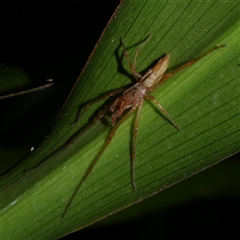 Cheiracanthium gracile at Freshwater Creek, VIC - 9 Sep 2025 10:50 PM
