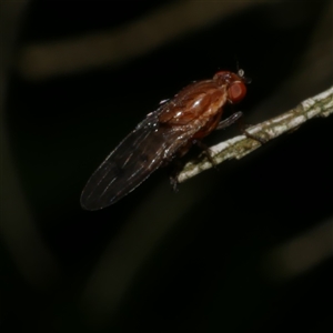 Lauxaniidae (family) (Unidentified lauxaniid fly) at Freshwater Creek, VIC - 9 Sep 2025 by WendyEM
