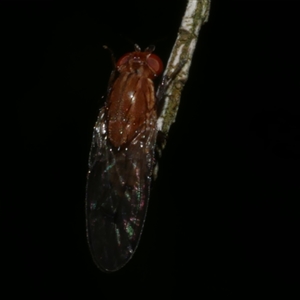 Lauxaniidae (family) at Freshwater Creek, VIC - 9 Sep 2025 10:47 PM