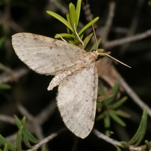 Poecilasthena scoliota (A Geometer moth (Larentiinae)) at Freshwater Creek, VIC - 10 Sep 2025 by WendyEM
