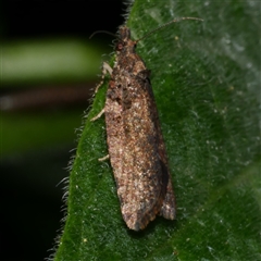 Capua dura (A Tortricid moth) at Freshwater Creek, VIC - 10 Sep 2025 by WendyEM