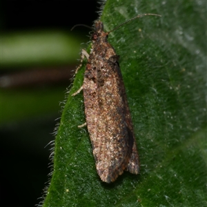 Capua dura (A Tortricid moth) at Freshwater Creek, VIC - 10 Sep 2025 by WendyEM