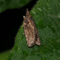 Capua dura at Freshwater Creek, VIC - 10 Sep 2025 10:13 PM