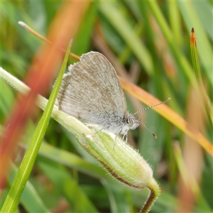 Zizina otis (Common Grass-Blue) at Freshwater Creek, VIC - 11 Sep 2025 by WendyEM