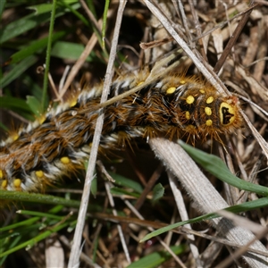 Pterolocera (genus) (Antheliid moth) at Freshwater Creek, VIC - 11 Sep 2025 by WendyEM