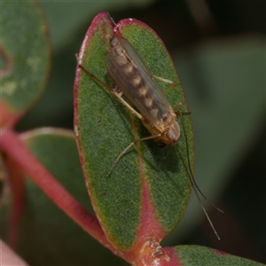 Chironomidae (family) at Freshwater Creek, VIC - 11 Sep 2025 04:27 PM