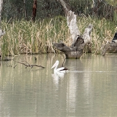 Pelecanus conspicillatus (Australian Pelican) at Maude, NSW - 21 Sep 2025 by JamieNariNari