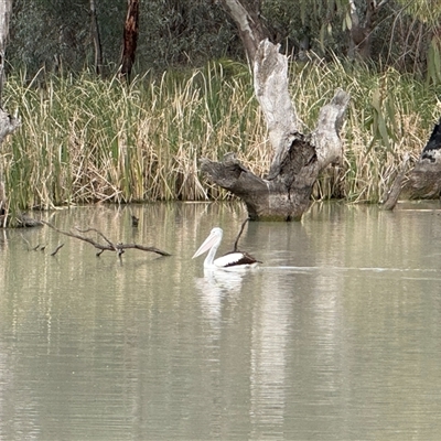 Pelecanus conspicillatus (Australian Pelican) at Maude, NSW - 21 Sep 2025 by JamieNariNari