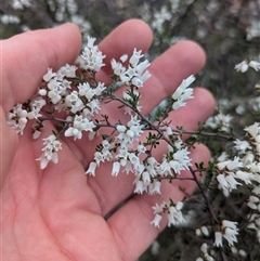 Cryptandra amara (Bitter Cryptandra) at Red Hill, ACT - 21 Sep 2025 by WalterEgo