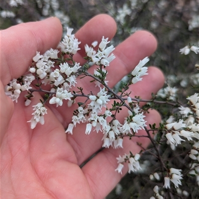 Cryptandra amara (Bitter Cryptandra) at Red Hill, ACT - 21 Sep 2025 by WalterEgo