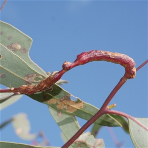 Leptocybe invasa (Eucalyptus Stem Gall Wasp) at Freshwater Creek, VIC - 11 Sep 2025 by WendyEM