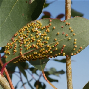 Ophelimus (genus) (Eucalyptus gall wasp) at Freshwater Creek, VIC - 11 Sep 2025 by WendyEM