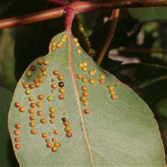 Ophelimus (genus) at Freshwater Creek, VIC - 11 Sep 2025 04:29 PM