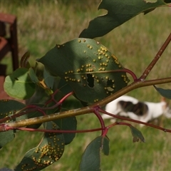 Ophelimus (genus) at Freshwater Creek, VIC - 11 Sep 2025 04:29 PM