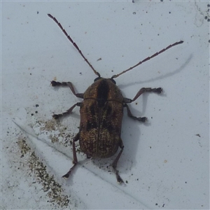 Cadmus (Cadmus) gigas (Leaf beetle) at Herne Hill, VIC - 12 Sep 2025 by WendyEM