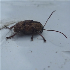 Cadmus (Cadmus) gigas at Herne Hill, VIC - 12 Sep 2025 01:35 PM