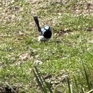 Malurus cyaneus (Superb Fairywren) at Aranda, ACT - 21 Sep 2025 by lbradley