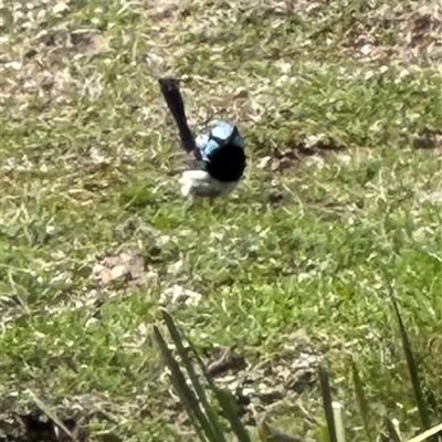 Malurus cyaneus (Superb Fairywren) at Aranda, ACT - 21 Sep 2025 by lbradley