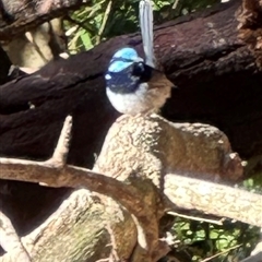 Malurus cyaneus (Superb Fairywren) at Kangaroo Valley, NSW - 20 Sep 2025 by lbradley