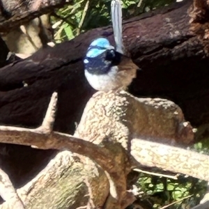 Malurus cyaneus (Superb Fairywren) at Kangaroo Valley, NSW - 20 Sep 2025 by lbradley