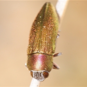 Melobasis propinqua (Propinqua jewel beetle) at Uriarra Village, ACT - 21 Sep 2025 by Harrisi