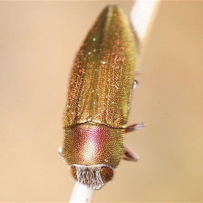 Melobasis propinqua (Propinqua jewel beetle) at Uriarra Village, ACT - 21 Sep 2025 by Harrisi