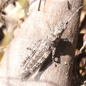 Coryphistes ruricola (Bark-mimicking Grasshopper) at Yarralumla, ACT - 20 Sep 2025 by Harrisi