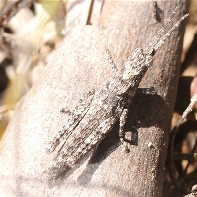 Coryphistes ruricola (Bark-mimicking Grasshopper) at Yarralumla, ACT - 20 Sep 2025 by Harrisi
