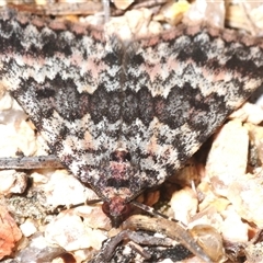Dichromodes disputata (Scaled Heath Moth) at Kambah, ACT - 21 Sep 2025 by Harrisi