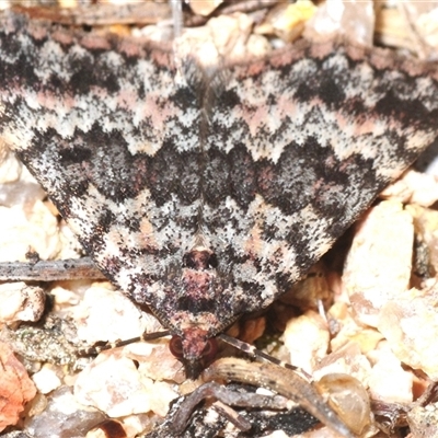 Dichromodes disputata (Scaled Heath Moth) at Kambah, ACT - 21 Sep 2025 by Harrisi