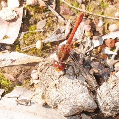 Diplacodes bipunctata (Wandering Percher) at Uriarra Village, ACT - 20 Sep 2025 by Harrisi