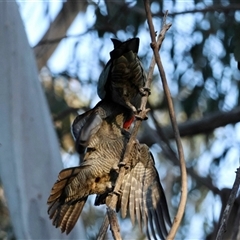 Callocephalon fimbriatum (Gang-gang Cockatoo) at Hughes, ACT - 30 Aug 2025 by LisaH