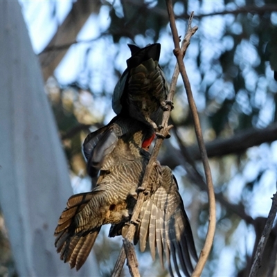 Callocephalon fimbriatum (Gang-gang Cockatoo) at Hughes, ACT - 30 Aug 2025 by LisaH