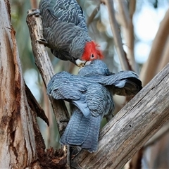 Callocephalon fimbriatum (Gang-gang Cockatoo) at Hughes, ACT - 3 Sep 2025 by LisaH
