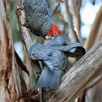 Callocephalon fimbriatum (Gang-gang Cockatoo) at Hughes, ACT - 3 Sep 2025 by LisaH