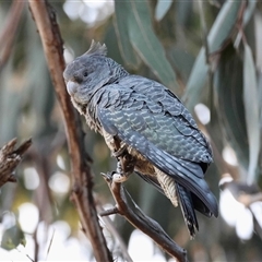 Callocephalon fimbriatum (Gang-gang Cockatoo) at Hughes, ACT - 4 Sep 2025 by LisaH