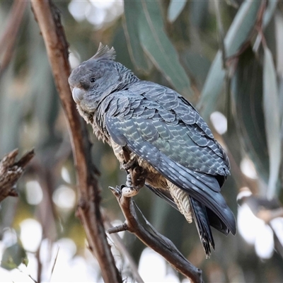 Callocephalon fimbriatum (Gang-gang Cockatoo) at Hughes, ACT - 4 Sep 2025 by LisaH