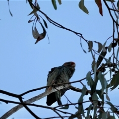 Callocephalon fimbriatum (Gang-gang Cockatoo) at Hughes, ACT - 9 Sep 2025 by LisaH