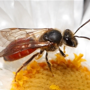 Lasioglossum (Chilalictus) hemichalceum at Acton, ACT - 21 Sep 2025 by TimL