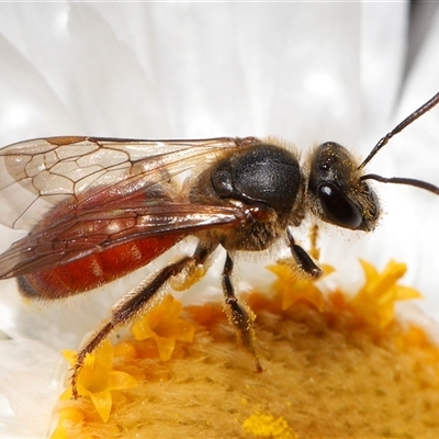 Lasioglossum (Chilalictus) hemichalceum at Acton, ACT - 21 Sep 2025 by TimL