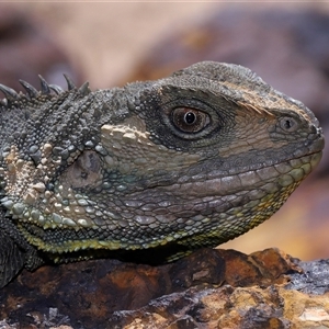 Intellagama lesueurii howittii (Gippsland Water Dragon) at Acton, ACT - 21 Sep 2025 by TimL